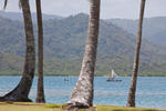 Kuna Boats Through the Palms