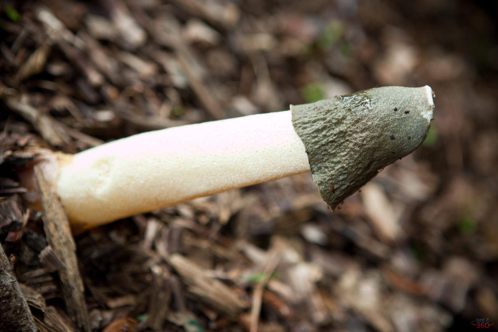 Stinkhorn Mushroom 3