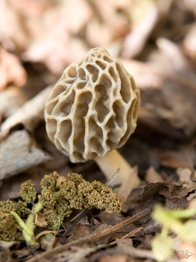 Morel Mushroom