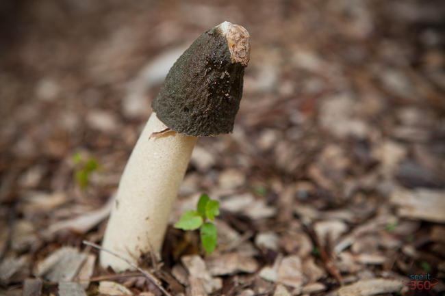 Stinkhorn Mushroom (Phallus ravenelii)