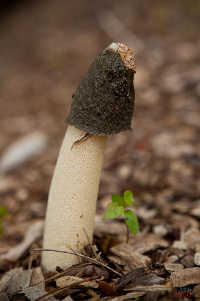 Stinkhorn Mushroom 2 Stinkhorn Mushroom 2