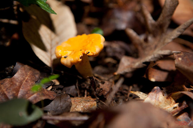 Chanterelle Mushroom (Cantharellus cibarius)