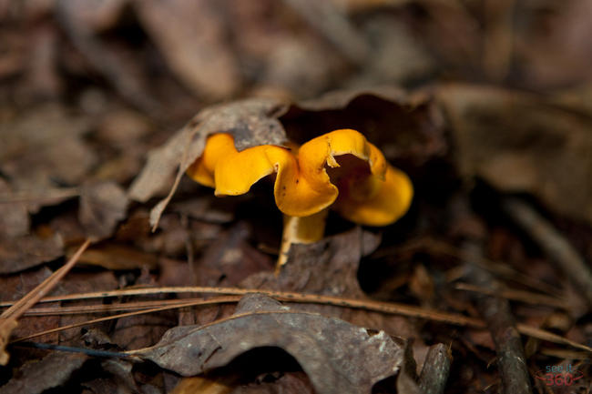 Chanterelle under the Leaves Chanterelle under the Leaves