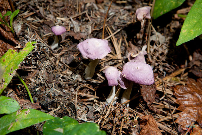 Group of Purple Mushrooms