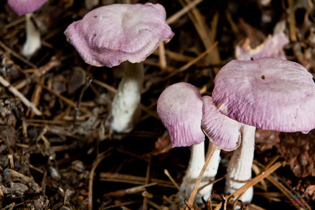 Group of Purple Mushrooms on the Park