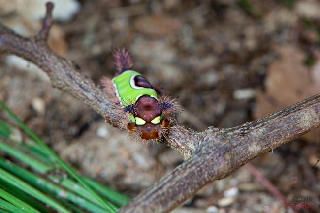 Caterpillar