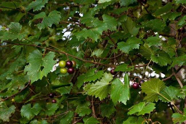 Muscadines Muscadines