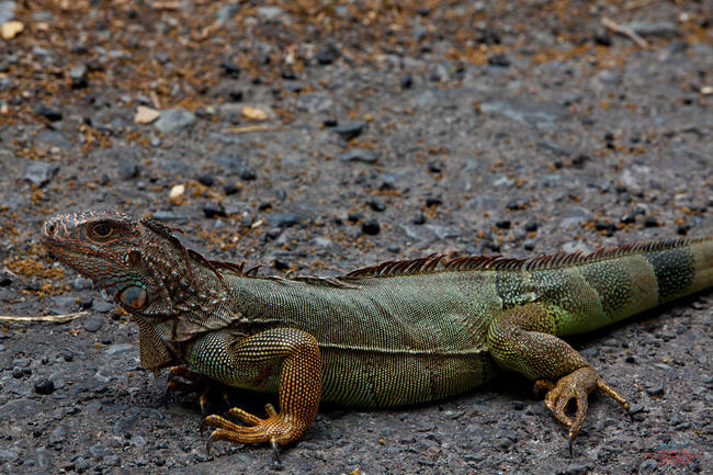 Iguana Iguana