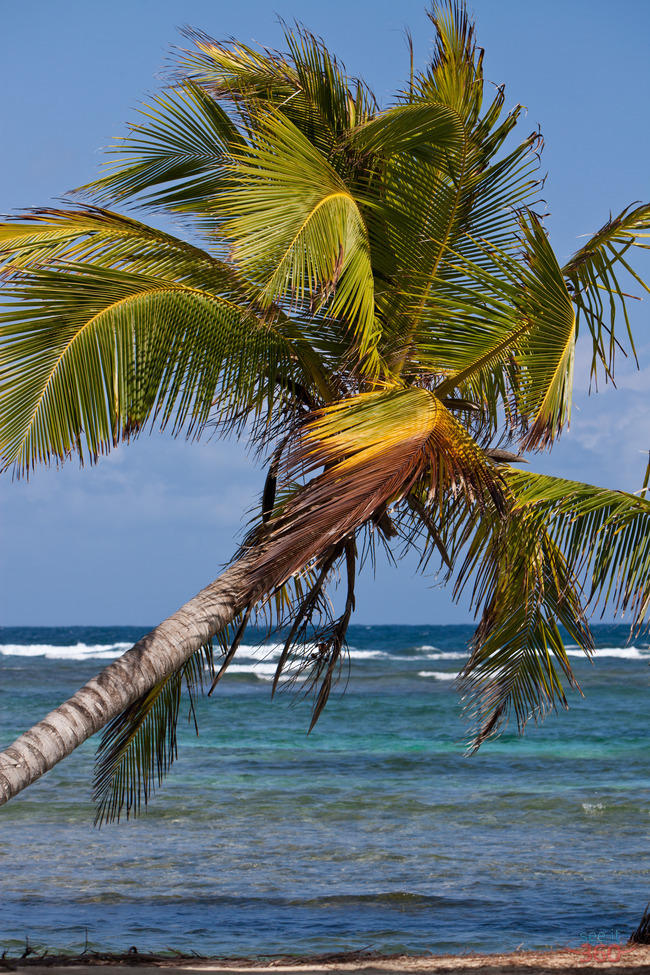 Palm Tree - San Blas, Panama Palm Tree - San Blas, Panama