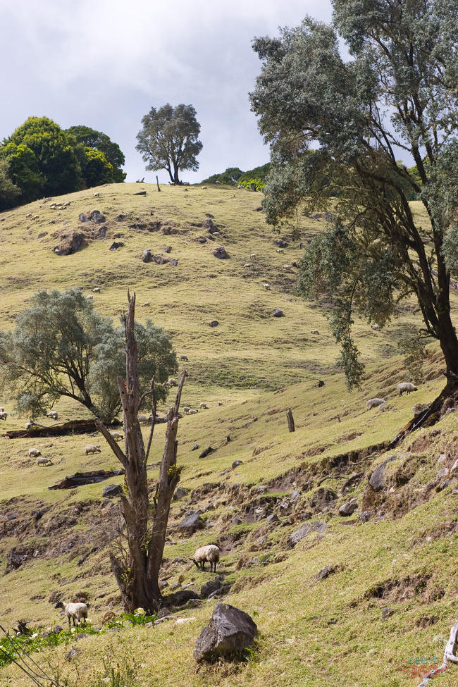 At the slopes of Volcan Baru - sheeps on a field At the slopes of Volcan Baru - sheeps on a field