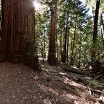 Armstrong Redwoods State Natural Reserve 