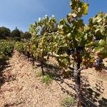 Vineyard at Armida Winery