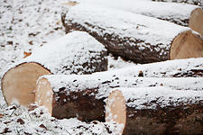 Logs cover with Snow