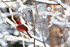 Cardinal in a Snowy Morning