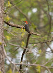 Red-bellied Woodpecker