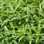 Tarragon or dragon&#039;s-wort (Artemisia dracunculus L.)