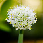 Flowering Onion