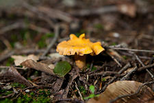 Small Chanterelle (Cantharellus cibarius)