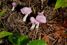 Purple Mushrooms