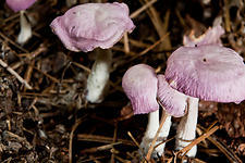 Group of Purple Mushrooms on the Park