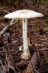 Amanita Family